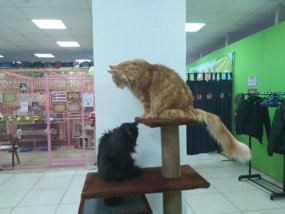 Федерация кошек
